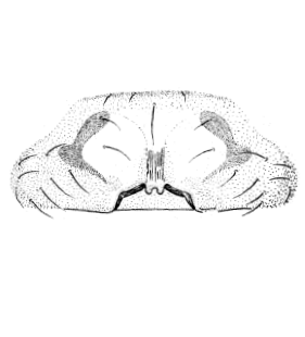 speciesimage