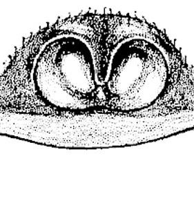speciesimage