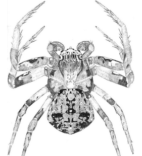 species