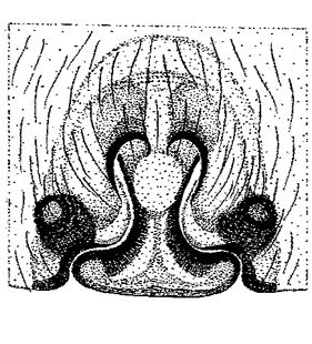 speciesimage