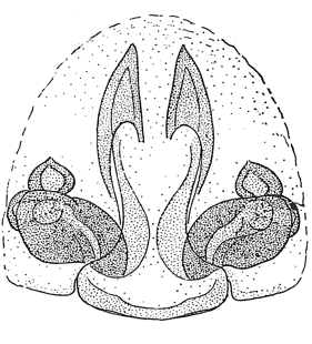 speciesimage
