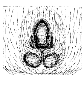 speciesimage