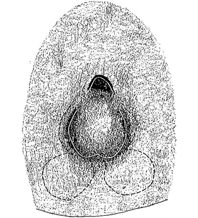 species