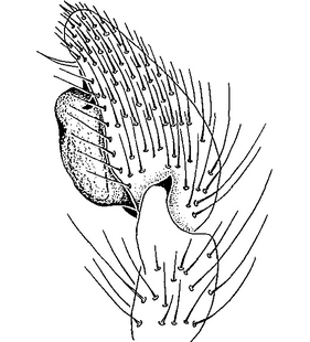 species