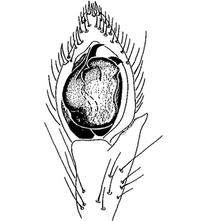 species