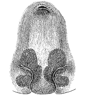 speciesimage