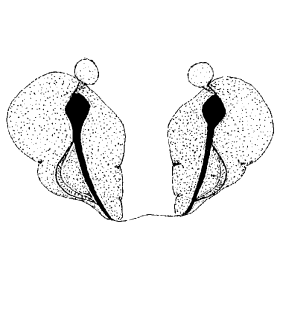 speciesimage