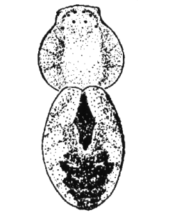speciesimage