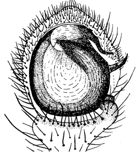 speciesimage