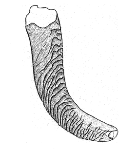 speciesimage