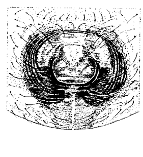 speciesimage