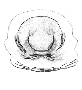 speciesimage
