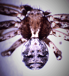 speciesimage