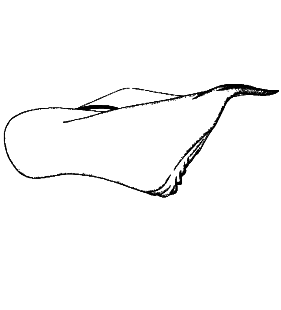 speciesimage
