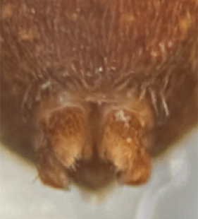 species
