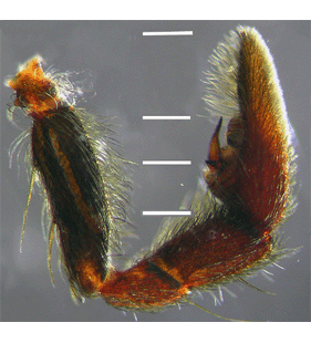 species