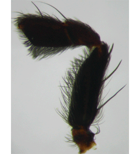 species