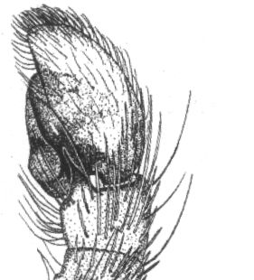 speciesimage