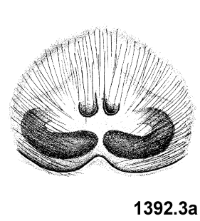 speciesimage