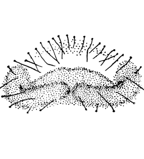 speciesimage