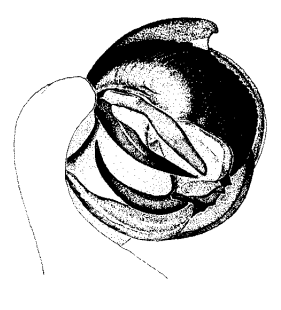 speciesimage