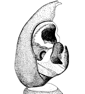 species