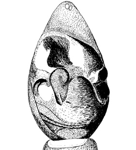 species