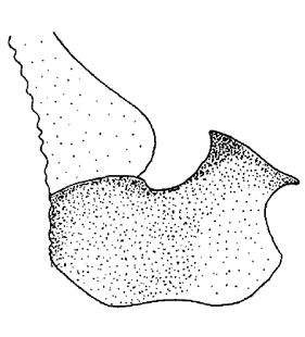 species