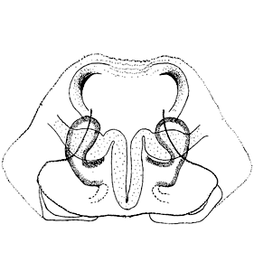 species