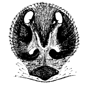 speciesimage