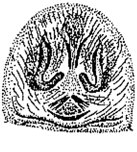 speciesimage