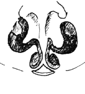 speciesimage