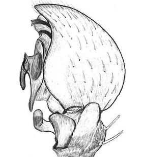 species