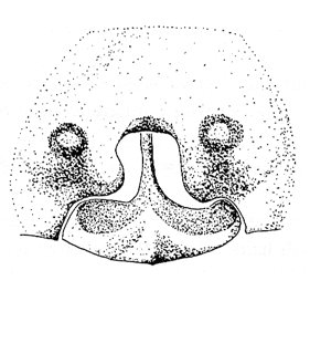 speciesimage