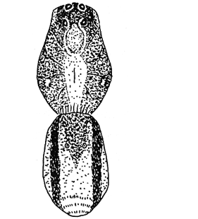 speciesimage