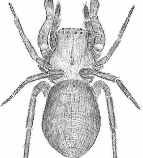 species