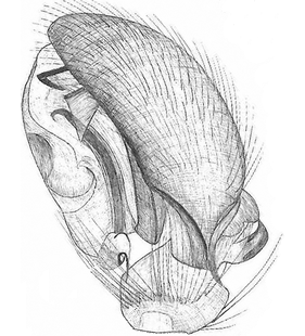 species