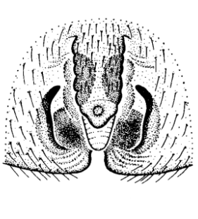 species
