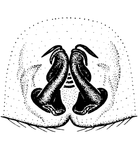 species