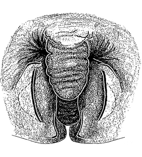 speciesimage