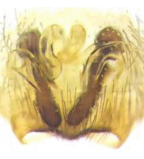 species