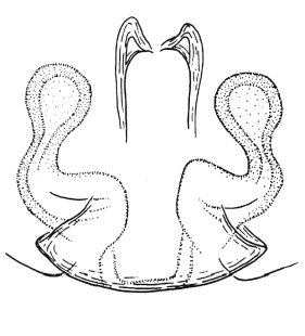 speciesimage