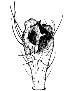 speciesimage