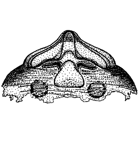 speciesimage