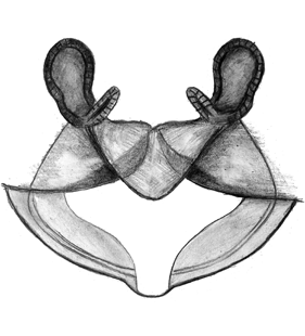 species