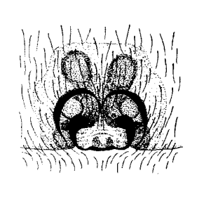 speciesimage
