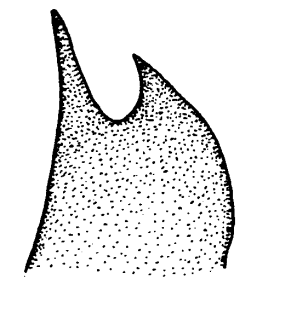 speciesimage