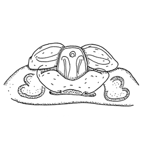 speciesimage