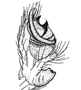 speciesimage