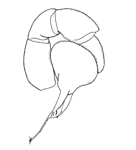 speciesimage